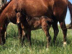 2019 foal Whiskey Up Saleen JW